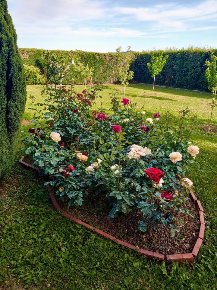 Sun Garden