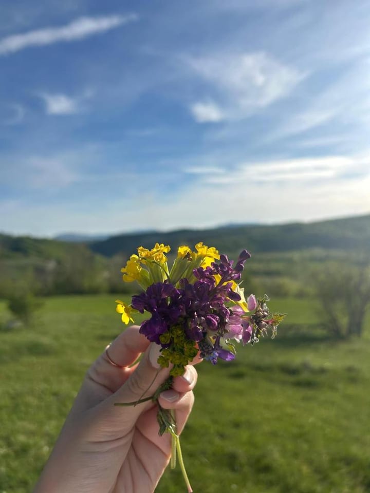 Vrba